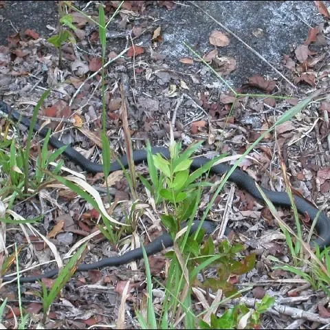 thumbnail for publication: Dealing with Snakes in Florida's Residential Areas—Identifying Commonly Encountered Snakes